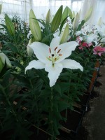 [4334 Meriva TL VZ No101.JPG]